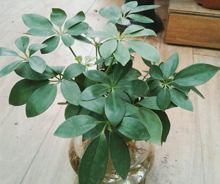 Cây phong thủy theo mệnh mộc
