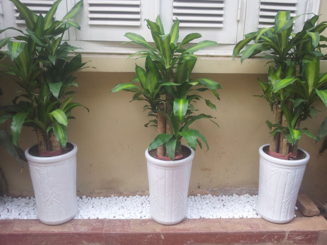 Cây thiết mộc lan hợp tuổi gì, mệnh gì?