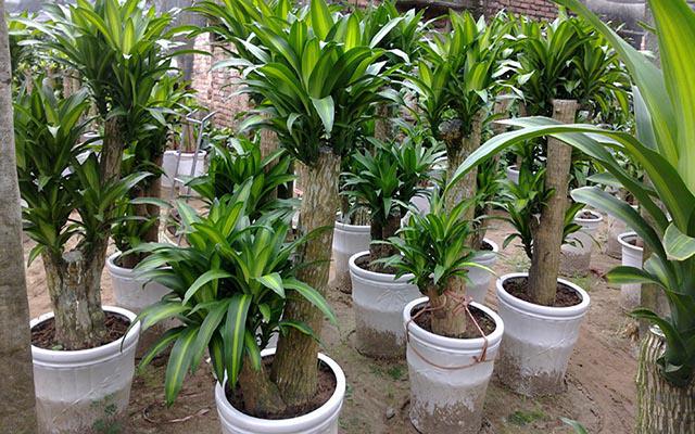 Cây thiết mộc lan thích hợp cho những gia chủ thuộc mệnh Mộc và mệnh Hỏa