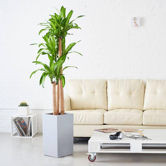 Cây thiết mộc lan không có độc nên không ảnh hưởng đến sức khỏe gia chủ