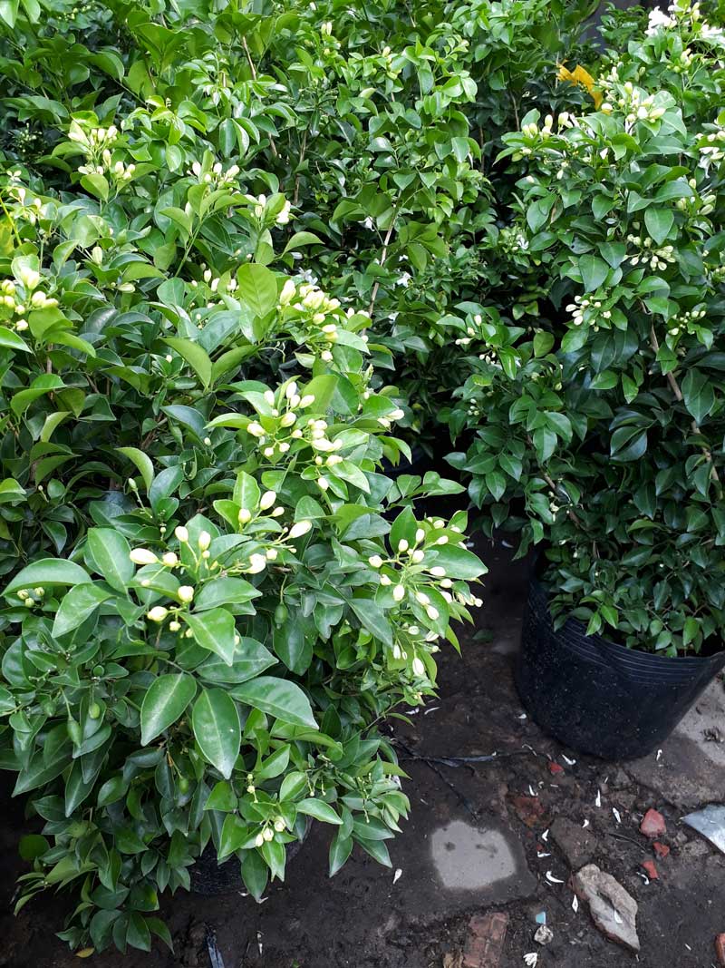 Cây nguyệt quế bonsai lá lớn được trồng trong chậu nhỏ trang trí sân vườn, nhà ở.
