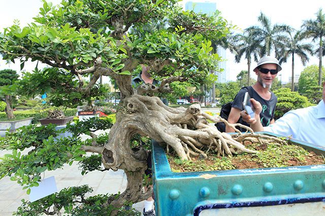 Cây nguyệt quế cổ thụ dáng thác đổ với bộ rễ gân guốc, mạnh mẽ của doanh nhân Tạ Huỳnh ở Hà Nội.