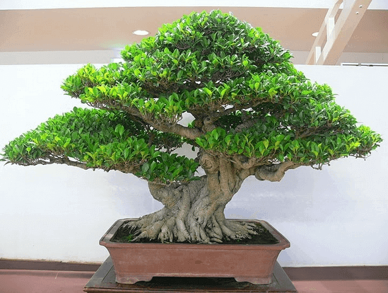 Cây nguyệt quế bonsai lá nhỏ thân xoắn