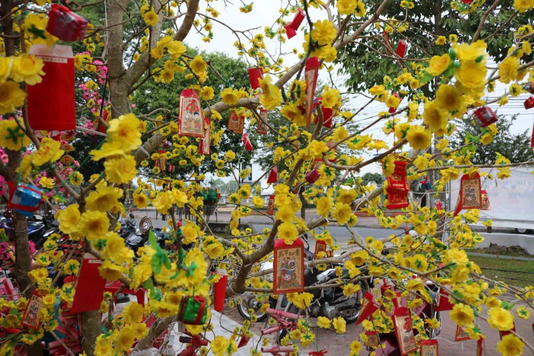 Trang trí cây mai ngày Tết