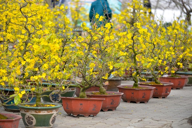 Trang trí cây mai ngày tết bằng những chậu kiểng hoa văn đẹp