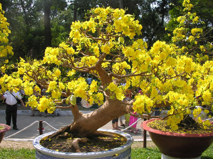 Hoa mai ngày tết