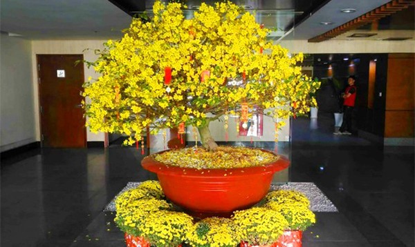 Ý nghĩa hoa mai trong cuộc sống