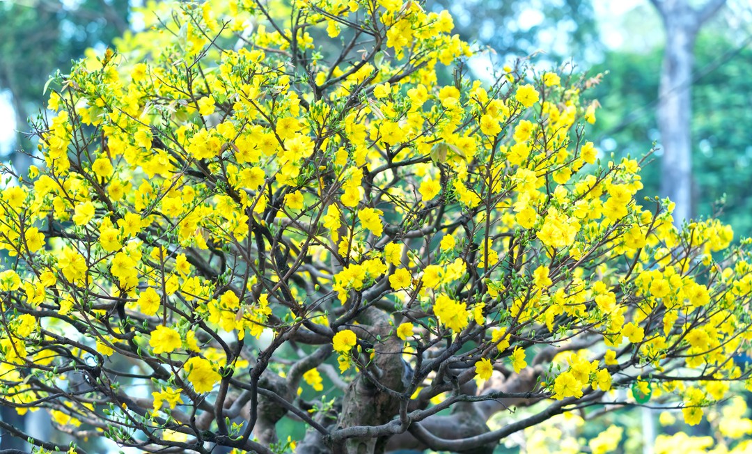 Ý nghĩa hoa mai ngày Tết