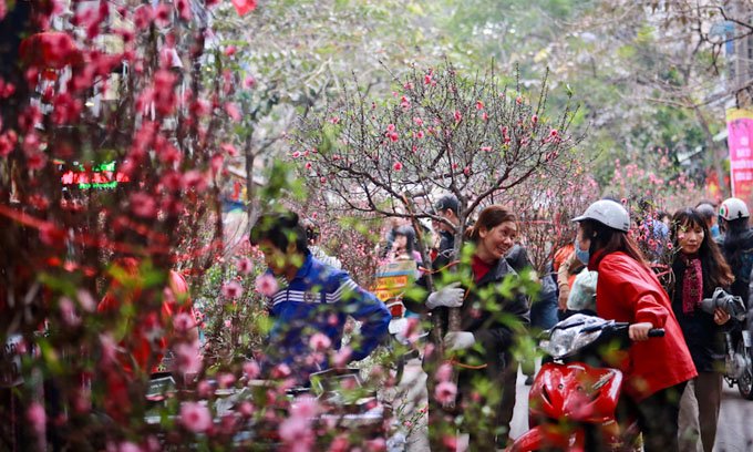 Hoa ngày tết