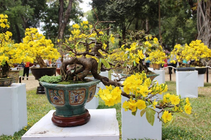 Hoa mai