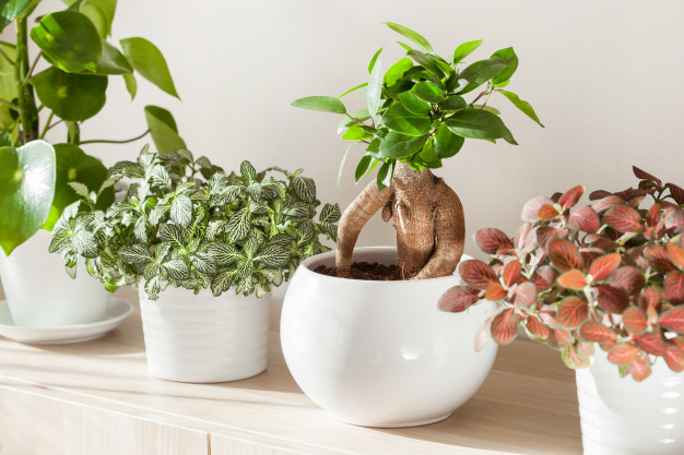 Cây cẩm nhung trang trí văn phòng