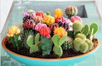 Ý tưởng tạo khu vườn xương rồng độc đáo tại nhà
