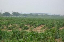 Chưa lấp được 60%, không mở thêm khu công nghiệp 