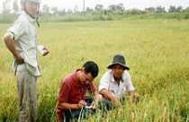 Làm gì để giữ 3,8 triệu ha đất lúa? Bài 1: Đã mất bao nhiêu bờ xôi ruộng mật? 
