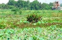 “Phân biệt đối xử” về tiền sử dụng đất 
