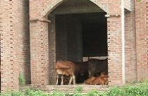 Giữa Thủ đô, biệt thự triệu đô xây cho... bò ở 
