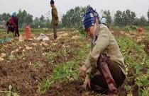 Thời hạn sử dụng đất kéo dài tới năm 2033: Tiếp tục giao đất 20 năm 