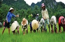 Cần sửa đổi kịp thời những bất cập của Luật và chính sách ruộng đất 