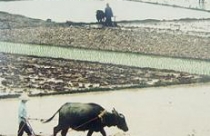 “Không sửa Luật Đất đai sẽ gây xung đột xã hội” 