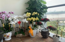 Tăng Thanh Hà và dàn sao trang hoàng nhà cửa đón Tết Nguyên đán
