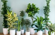 Trồng cây phong thủy theo tuổi 12 con giáp