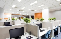 Những loại cây “hút bức xạ” chốn công sở