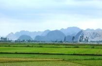 Rà soát hiện trạng đất công ty nông, lâm nghiệp