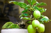 Trang trí sân vườn nhà đẹp với cây bonsai mini