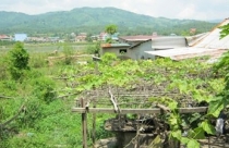 Dân khốn khổ với dự án quy hoạch công viên Lao Bảo