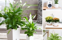 Các loại cây cảnh trồng trong nhà mà bạn nên biết