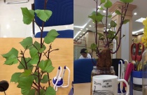  Trang trí bàn làm việc bằng “bonsai” khoai lang, hành tây