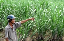 Phải đền bù thu hồi đất nông nghiệp cho dân