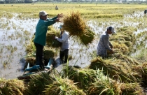 Người dân góp ý sửa đổi Luật Đất đai: Giao đất vô thời hạn, bỏ hạn điền