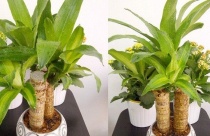 Ý nghĩa cây Thiết Mộc Lan trong phong thủy