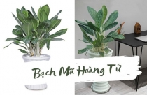 Ý nghĩa phong thủy của cây Bạch Mã Hoàng Tử