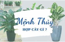 Mệnh Thủy hợp cây gì?