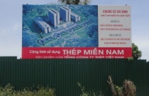 Mệnh Mộc hợp cây gì?