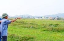 Vào khu công nghiệp... chăn bò