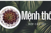Mệnh Thổ hợp cây gì?