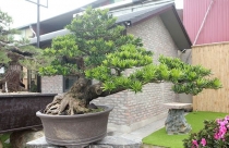 Ý nghĩa phong thủy của cây tùng la hán