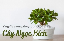 Ý nghĩa phong thủy cây ngọc bích