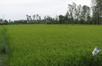 Trả ruộng cho nông dân