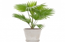 Ý nghĩa phong thủy của cây cọ cảnh