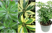 Cây ngũ gia bì xua đuổi muỗi, hút tài lộc