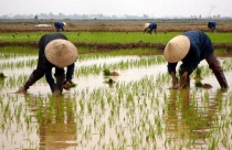 Ai cứu… nông dân?