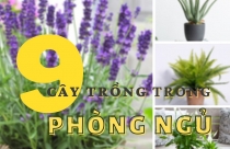 9 loại cây trồng trong phòng ngủ có cơ chế sinh học “ngược”