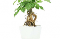Ý nghĩa cây hạnh phúc trong phong thủy