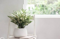 Ý nghĩa phong thủy của cây ngọc ngân