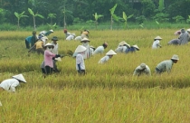 Nông dân Long An muốn bỏ hạn điền