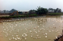 Hà Nội: 10/19 huyện, thị xã vượt kế hoạch dồn điền dổi thửa
